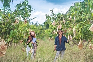 เกษตรกรรุ่นใหม่ ความลุ่มหลงกับมะม่วง