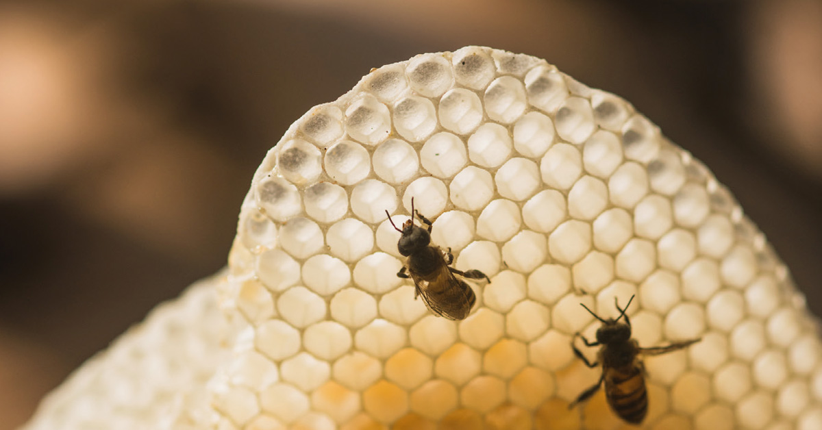 คนกับผึ้ง ช่วยกัน สร้างความยั่งยืน ให้ผืนป่า