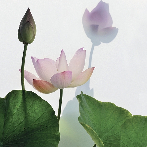 ดอกไม้บริสุทธิ์ (ส.พลายน้อย)