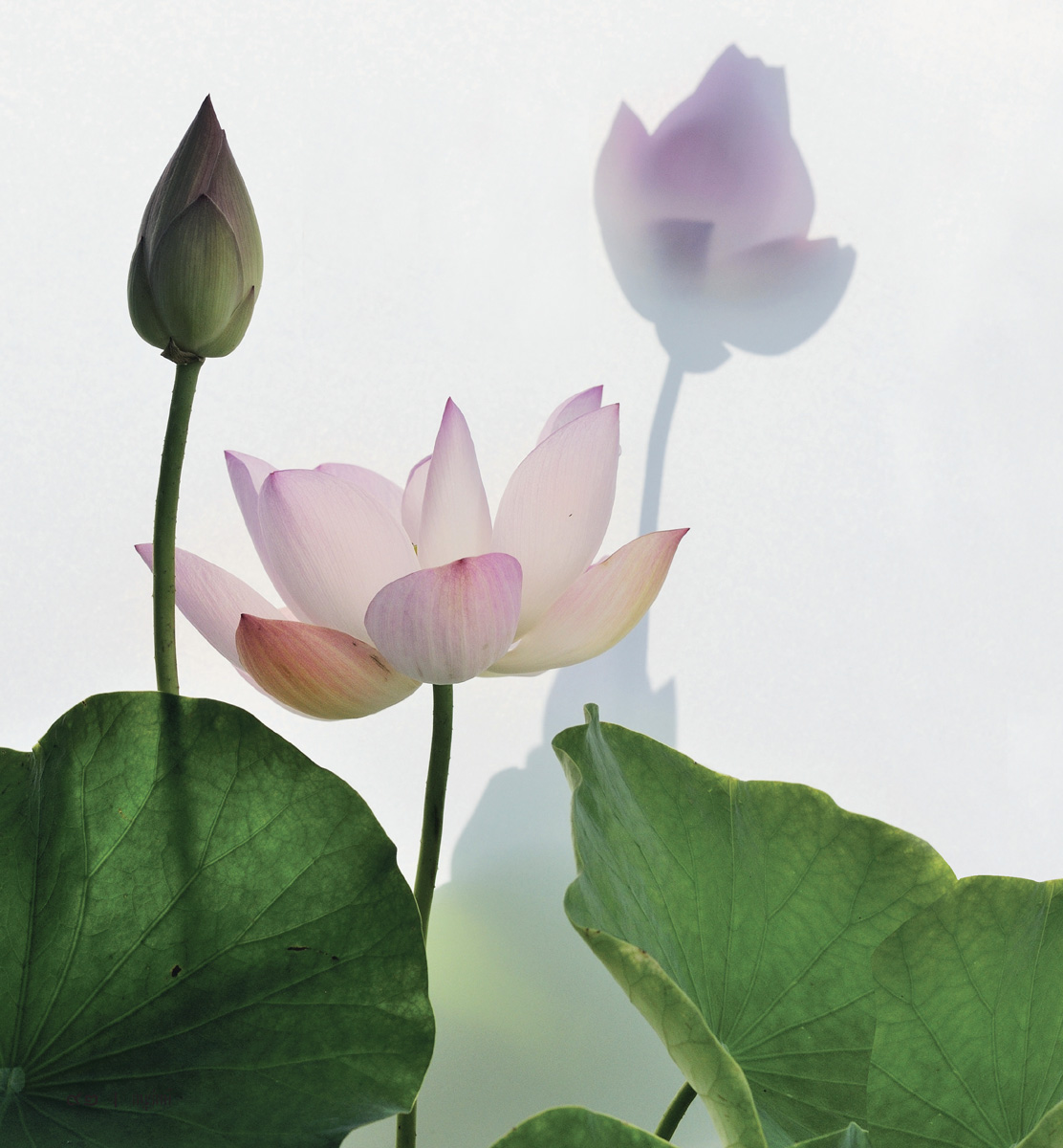 ดอกไม้บริสุทธิ์ (ส.พลายน้อย)