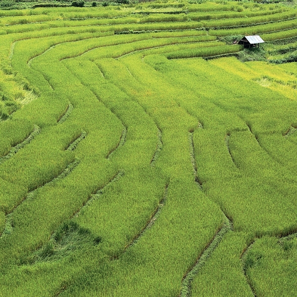 สุขที่แท้ “แม่ลาน้อย”