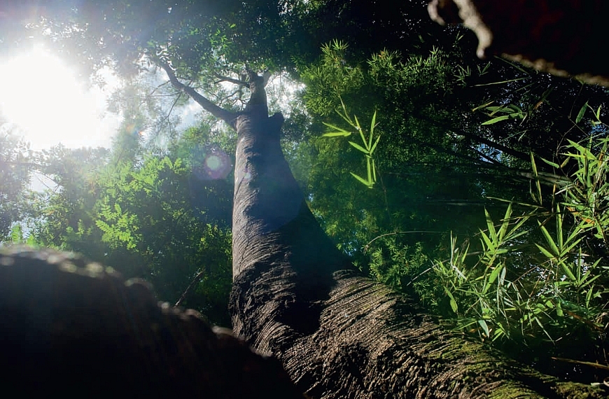 วิถีแม่ทา