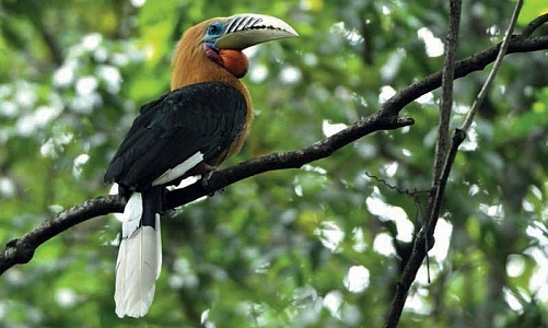 นกเงือก นกผู้เป็นที่รัก