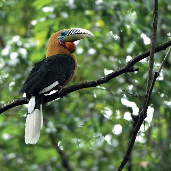 นกเงือก นกผู้เป็นที่รัก