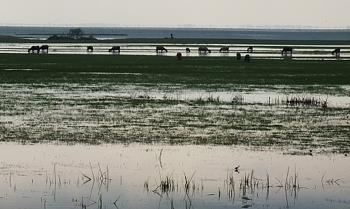 ควายน้ำทะเลน้อย บ้านๆ สะท้านโลก