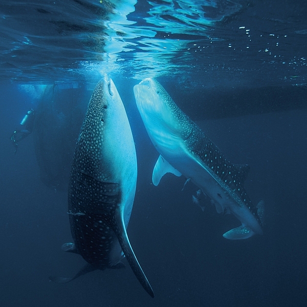 ปลา ใต้กระชัง