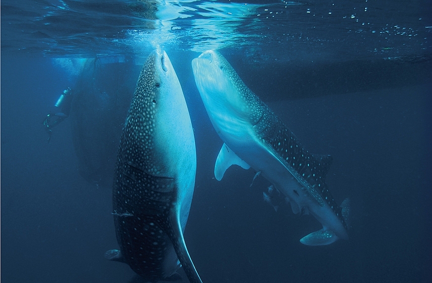 ปลา ใต้กระชัง