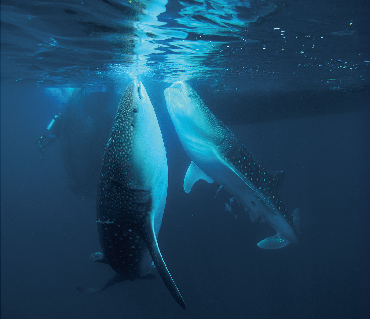 ปลา ใต้กระชัง