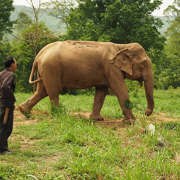 สมเด็จพระนางเจ้าสิริกิติ์ พระบรมราชินีนาถ พระบรมราชชนนีพันปีหลวง…น้ำพระทัยดั่งสายฝนฉ่ำเย็นต่อสรรพสัตว์