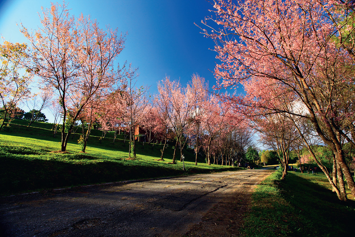 หนาวนี้มีดอกไม้งาม