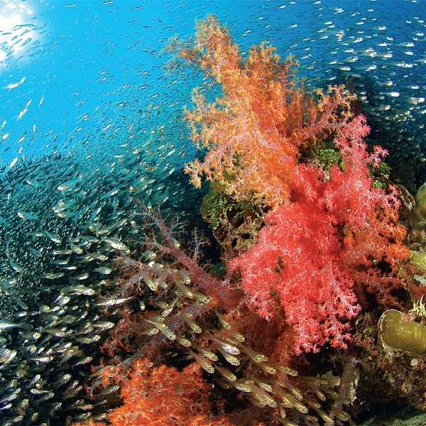 มรดกโลก อันดามัน