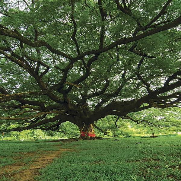 มหัศจรรย์ ต้นไม้อยู่คู่โลก