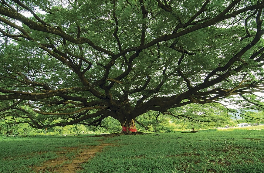 มหัศจรรย์ ต้นไม้อยู่คู่โลก