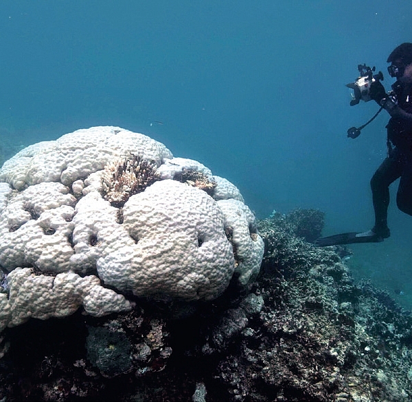 แหล่งปะการังใหญ่ที่สุดในโลก ถึงวันสิ้นชีพ
