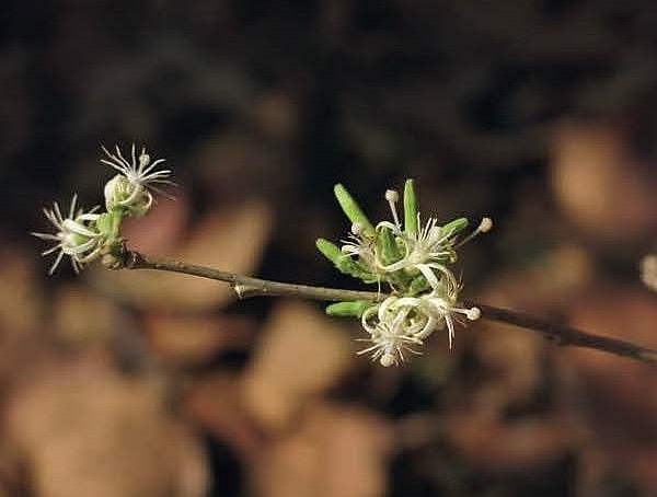 ต้นไม้ ดอกไม้ ลูกไม้ อนาคต