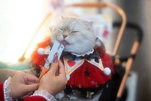 ‘เจอร์ไฮ – จินนี่’ ขับเคลื่อนแบรนด์ไทยสู่เวทีโลก ด้วยนวัตกรรมและคุณภาพอาหารสัตว์เลี้ยงระดับพรีเมียม