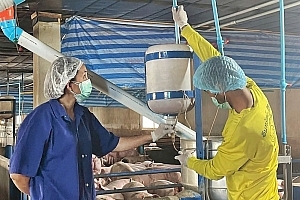 ทิ้งชีวิตต่างแดน กลับเชียงใหม่เลี้ยงหมู ทางเลือกที่มั่นคงของ “ศิริรัตน์ ยั่งยืน”