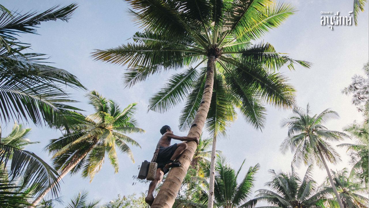 วิถีเตาตาล คุณค่าแสนหวานของน้ำตาลธรรมชาติ
